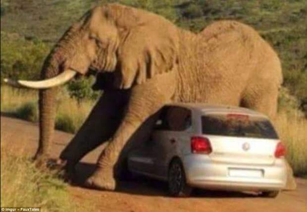 Снимок сделан в южноафриканском национальном парке Пиланесбург. Слону захотелось обо что-то почесаться и он выбрал для этой цели машину животные, люди и животные, неудачные моменты, туристы, фейлы