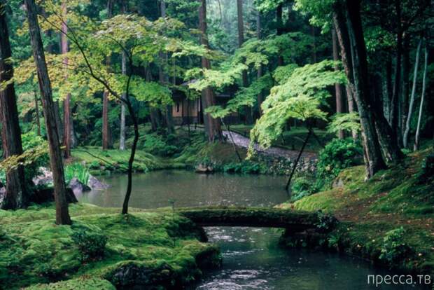 Сад мхов Saiho-ji. Япония (26 фото)
