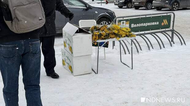 Это не мимоза. На Урал привезли «отвратительные желтые» цветы