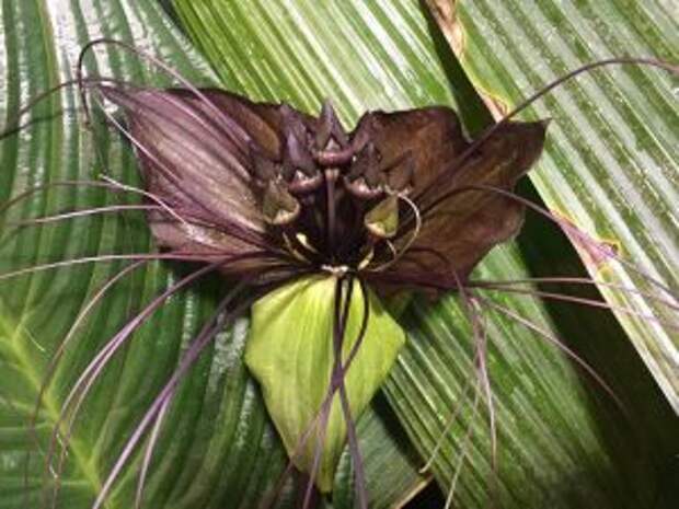 Язык дьявола расцвел в «Аптекарском огороде»