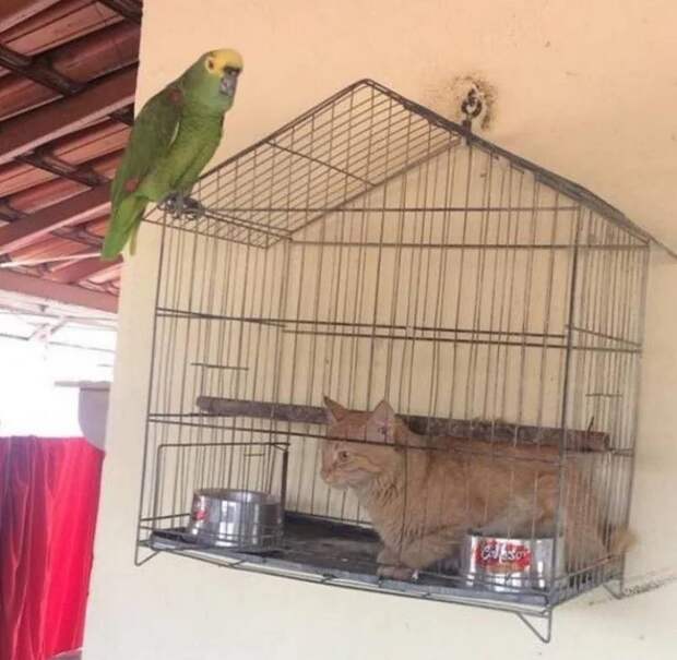 клетка, кот, попугай