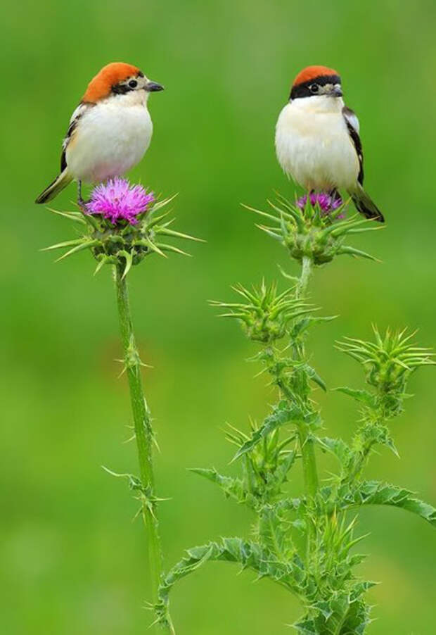 aves