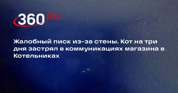 В Котельниках спасли котенка, на три дня застрявшего в стене магазина
