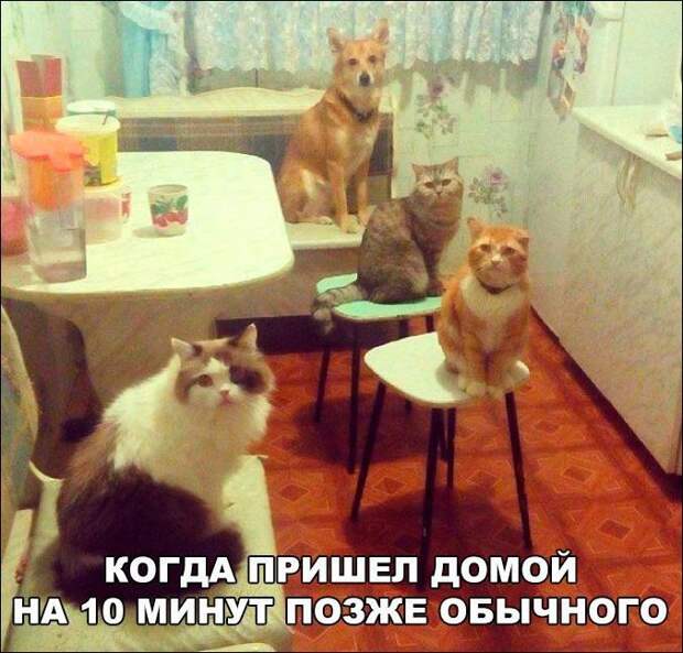 Прикольные картинки картинки из сети, прикол, юмор