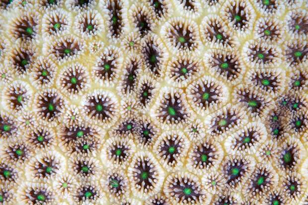 Corals15 Corals15 Макрофотографии кораллов
