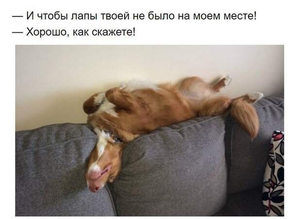 Собаки, которые поняли эту жизнь Собака, хитрые твари, длиннопост