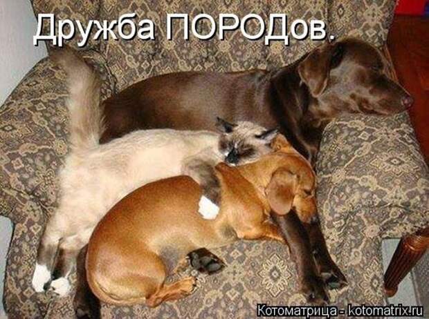 Лучшие котоматрицы недели