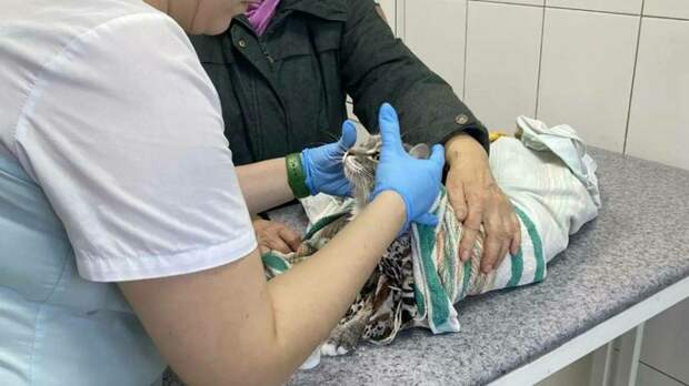 В Сибири ветеринары спасли кота после стирки в машинке