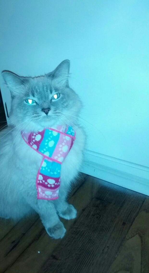стильные кошки, кошки в модной одежде, модные коты