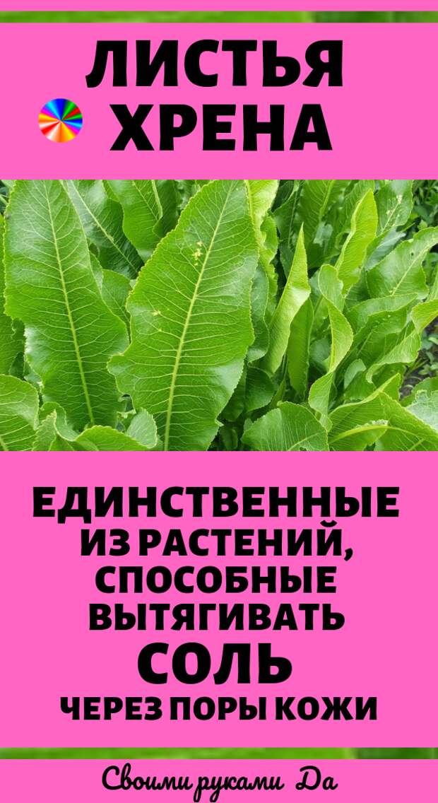 Листья хрена полезные свойства и противопоказания