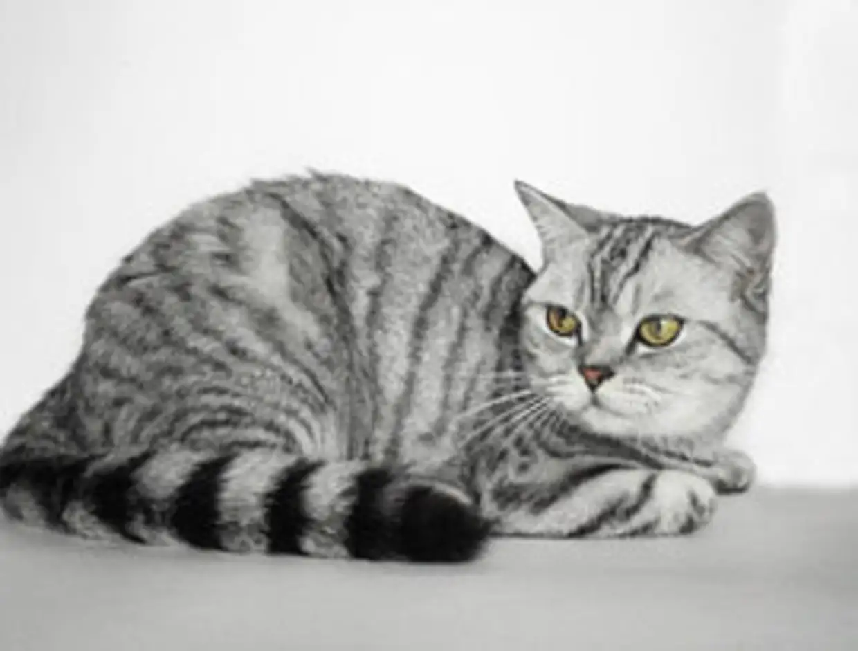 Шотландский прямоухий полосатый кот