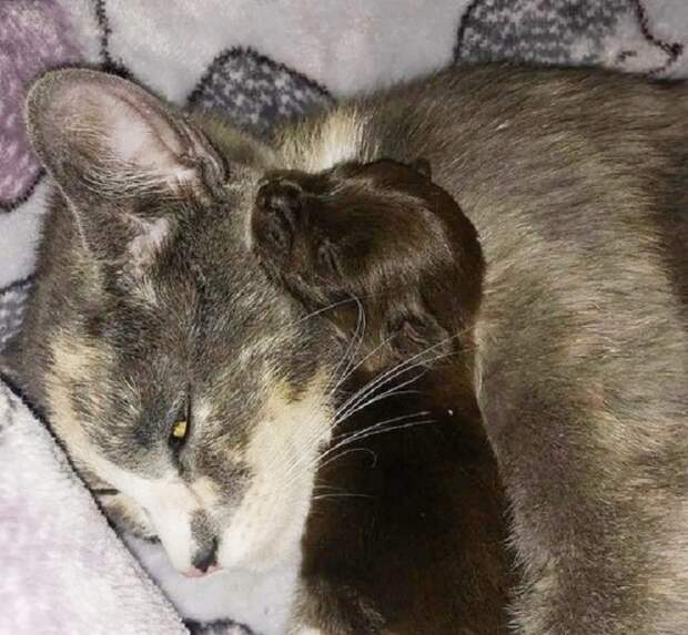 Щенок спит с кошкой Кошка и щенок