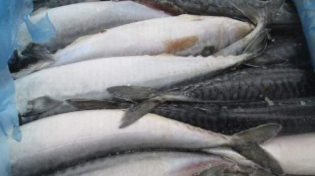 Житель Камчатки выловил четыре тонны лосося и стал фигурантом уголовного дела