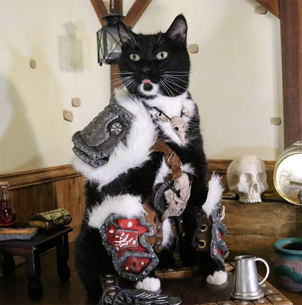 Котики, которые не обходятся без боевой брони