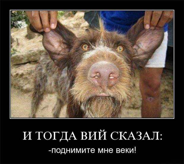 Позитивные демотиваторы про животных (20 фото) Позитивные демотиваторы про животных (20 фото)