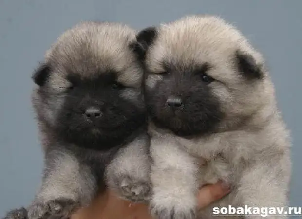 Кеесхонд собака. Описание, особенности, уход и цена породы кеесхонд