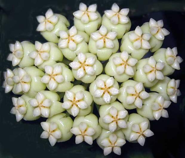 Hoya pachyclada красота, лиана, природа, флора, хойя, цветы, чудеса