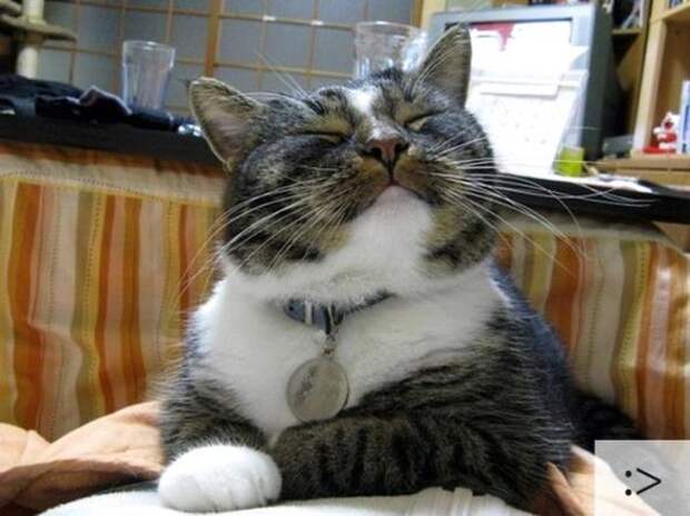 Котоэмоции