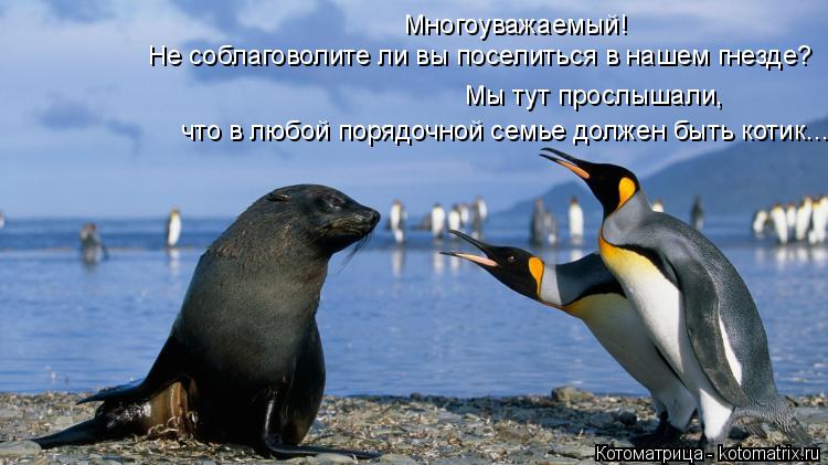 Лучшие котоматрицы недели (50 фото)