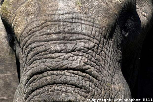 chrishill.photoshelter.com-Elephant-skin-texture-2