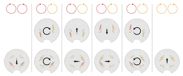 Немцы создали управляемые светом микродроны размером с треть эритроцита