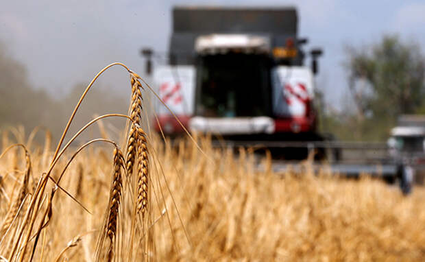 Цены на пшеницу из России упали до минимума с 2009 года