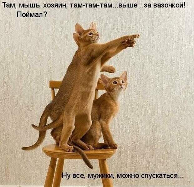 Картинки котяр с смешными надписями (34 фото) картинки, коты, юмор