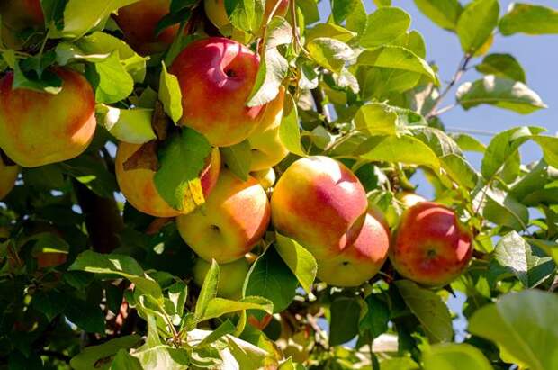 Спелые яблоки на яблоне