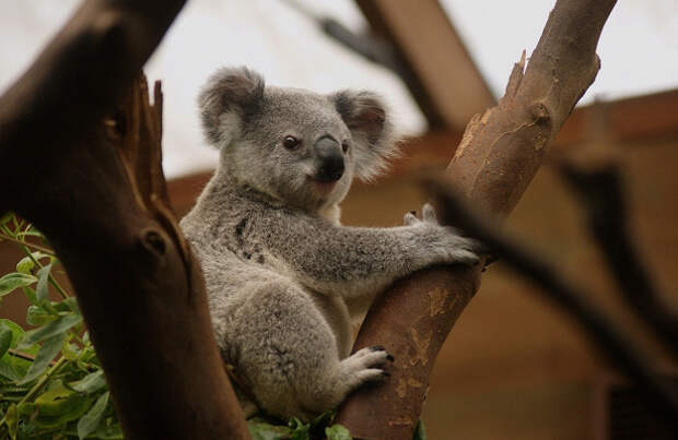 Австралийские ученые заявили о вымирании коал