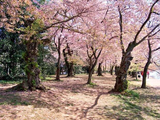 Деревья цветущей сакуры в Японии. Фото