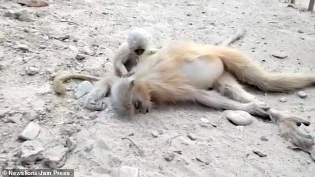 Трагические кадры - маленькая обезьянка пытается разбудить погибшую мать