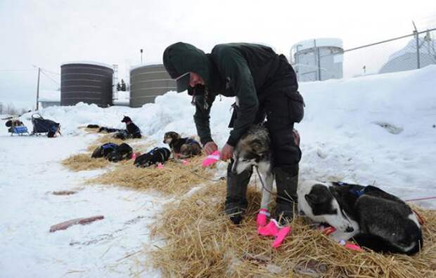 Гонка на собачьих упряжках Iditarod 2013