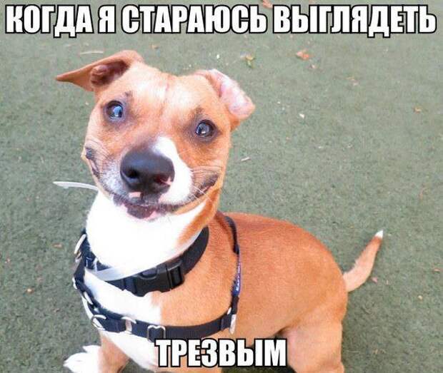 Смешные картинки с подписями  юмор, картинки, прикол