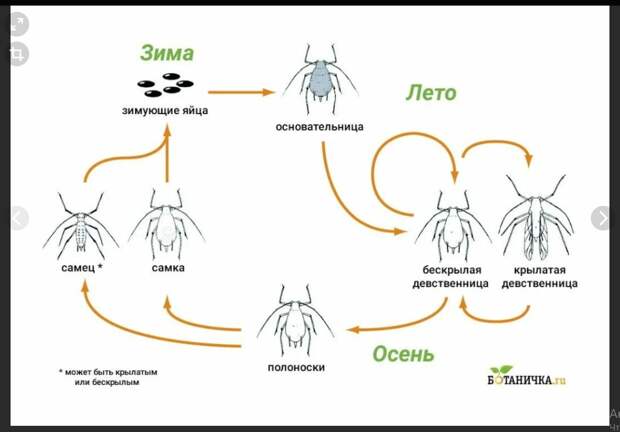Источник: https://dachaklub.ru/wp-content/uploads/2022/04/Aphidoidea-12-1024x720.jpg