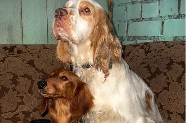 Псковскую чиновницу уволили после издевательства над собаками