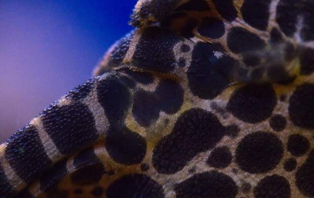 Парчовый птеригоплихт (Pterygoplichthys gibbiceps) Парчовый птеригоплихт (Pterygoplichthys gibbiceps)