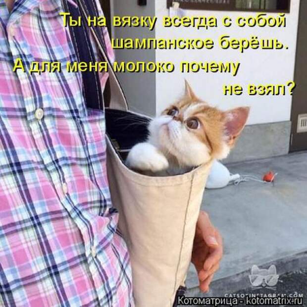 Котоматрицы(картинки с надписями)