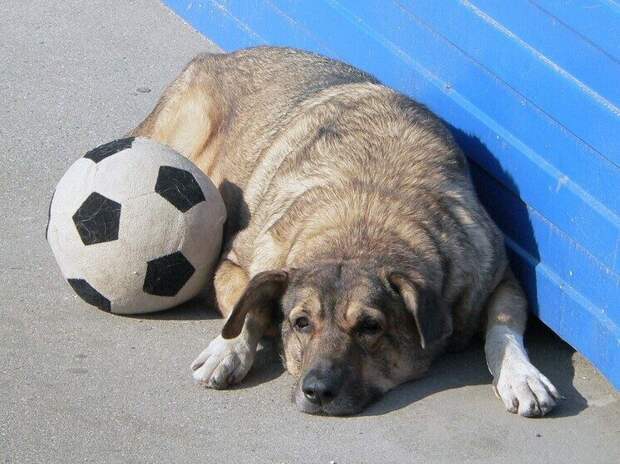 В Марокко к мировому футбольному первенству решили избавиться от бездомных животных