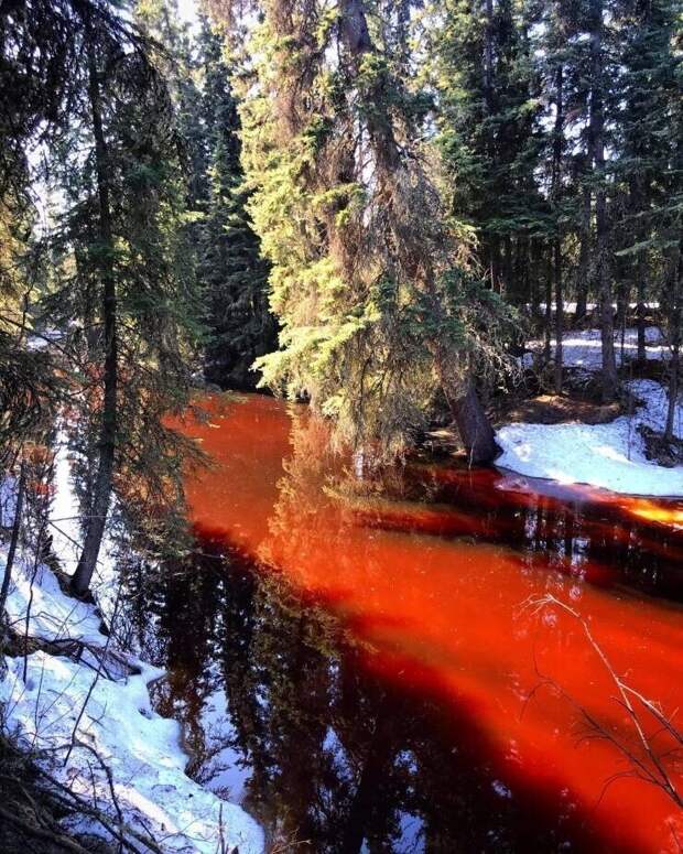 Такой делают воду в лесном озере хвоя и торф, выделяющие танины Такой делают воду в лесном озере хвоя и торф, выделяющие танины