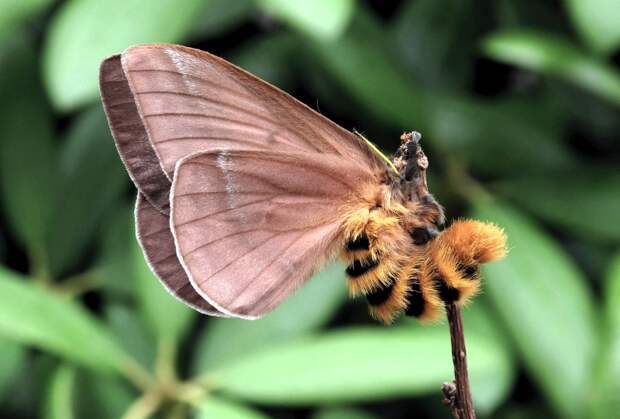 Эксперименты подтвердили способности ночных бабочек пользоваться «акустическим камуфляжем» от летучих мышей