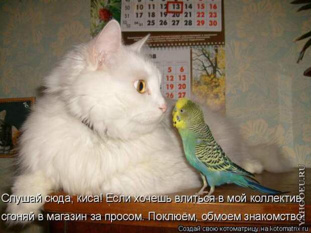 Котоматрицы. Забавные фотографии кошек с надписями :: Кошачий портал. Фото кошек, картинки с кошками