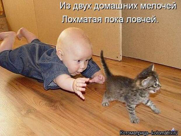 Котоматрицы(картинки с надписями)