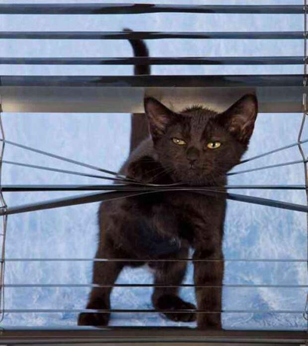 Коты и жалюзи Коты и жалюзи