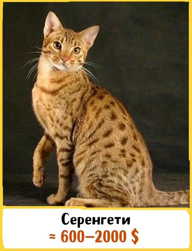 Цена самой дорогой породы кошек. Серенгети (порода кошек). Серенгети кошка табби. Аравийский МАУ кот. Оцикет.