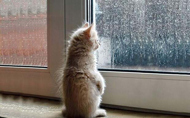 7238110-R3L8T8D-650-cat-waiting-window-69
