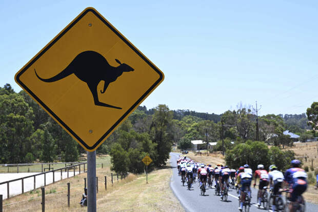 Пара кенгуру спровоцировала аварию на гонке Tour Down Under в Австралии