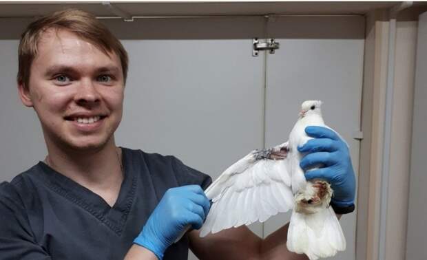 Подбитый голубь добровольно сдался ветеринарам в Омске