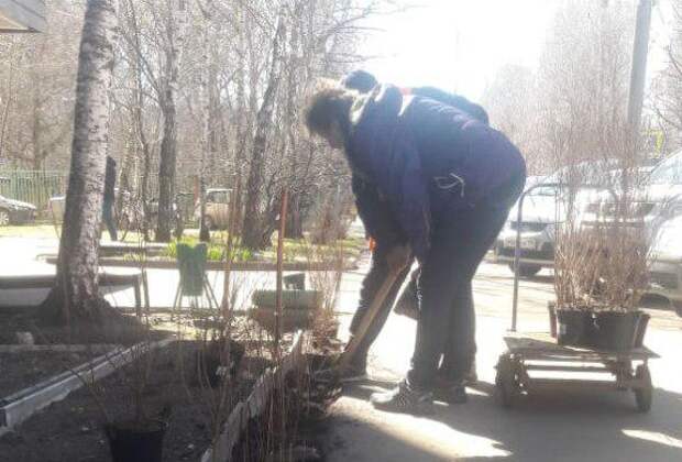 Высадка кустарников/фото: управа Лианозово