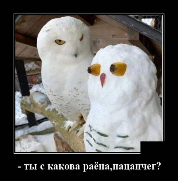 Демотиватор про пацанов с района