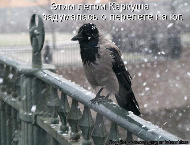 Лучшие котоматрицы недели (50 фото)